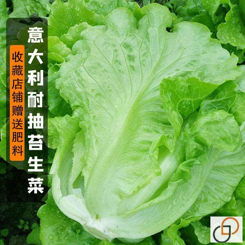 意大利全年生菜王种籽种子高产四季蔬菜阳台播菜种孑籽种菜籽奶油,农用物资,蔬菜种子/种苗,淘宝优惠券,粉丝福利购,淘宝优惠卷