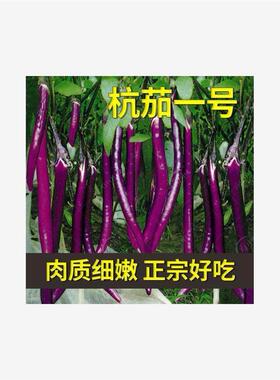 杭茄一号长茄种子苗特大线茄茄子阳台秧四季蔬菜种籽黑紫色秧苗孑