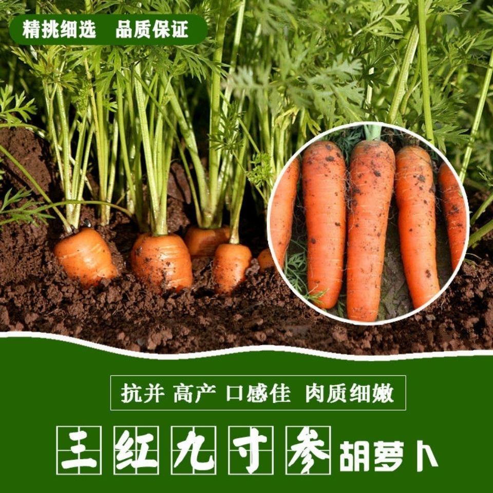 高产红胡萝卜种子农家甜