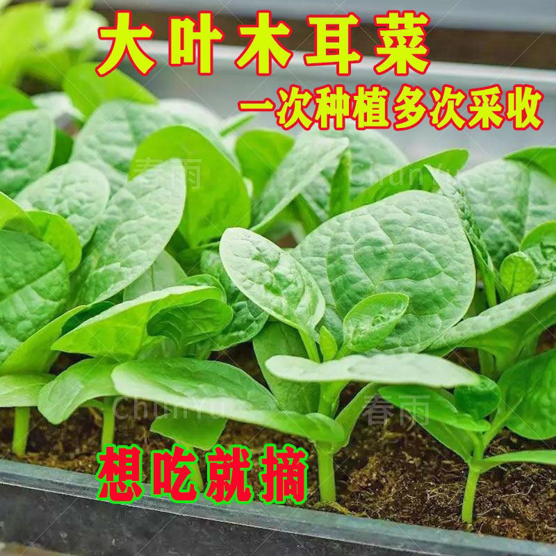 大叶木耳菜包邮蔬菜种籽四季播种子耐热落葵采收庭院阳台种植