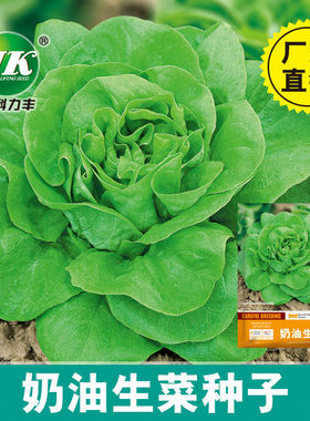 奶油生菜种子四季易种盆栽菜园阳台蔬菜种籽绣球沙拉菜种孑大全