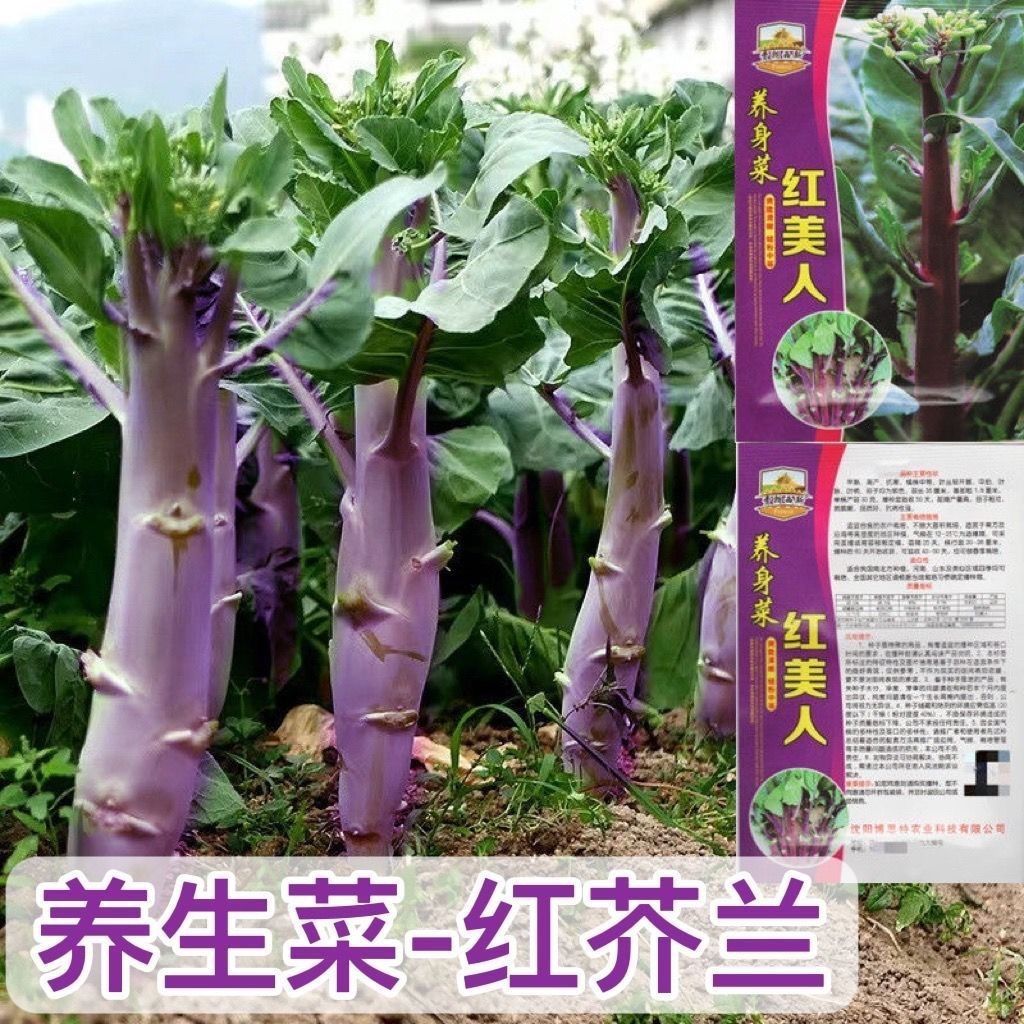 养身菜红芥兰菜种子香菇
