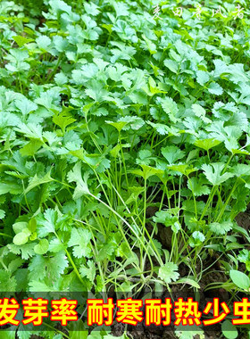 四季浓香香菜种子简单易种阳台盆栽蔬菜种籽春秋农家菜园芫荽种子