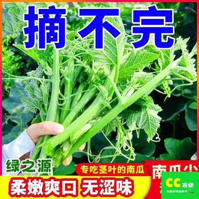 南瓜尖叶新鲜嫩叶易种植