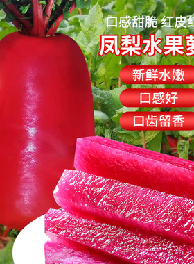 高端凤梨水果萝卜种子红皮红肉种籽四季甜脆蔬菜种孑紫美人红萝卜