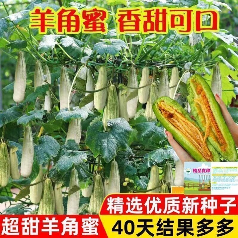 超甜满地爬羊角蜜甜瓜种