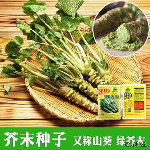奇新芥末种子辣根种子山葵种子绿芥末籽四季播驱寒阳台庭院盆栽种