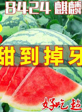 早佳8424麒麟西瓜种子南方播高产特大巨型少籽甜王西瓜子水果种子