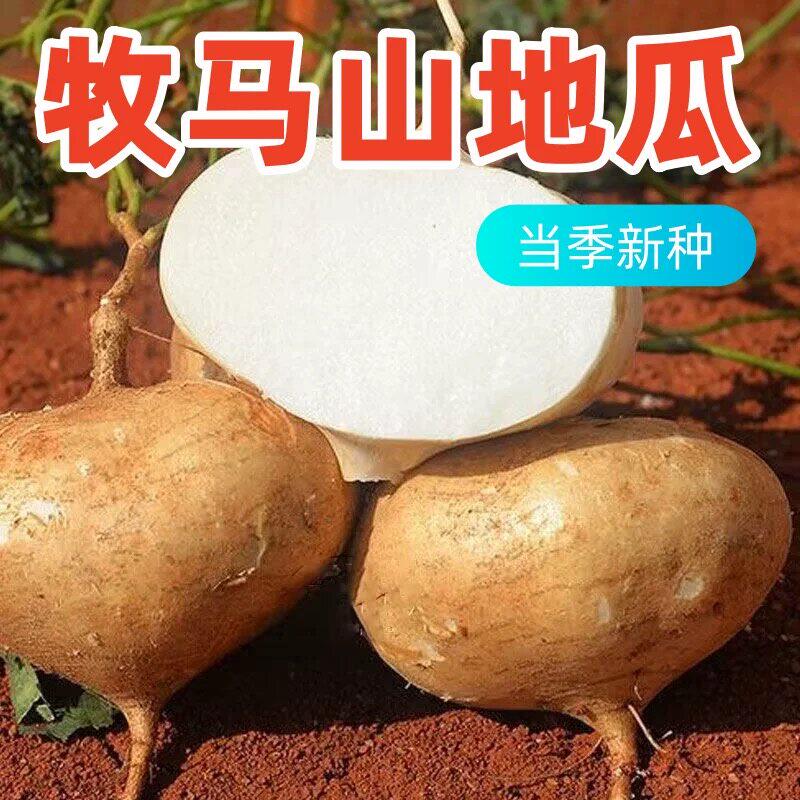 早熟牧马山凉薯种子正品水果地瓜种子耐热脆甜高产春秋季蔬菜种子