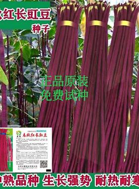 春秋红豆角种子紫色长豆角长豇豆高产耐热耐寒红色架豆角四季豆孑