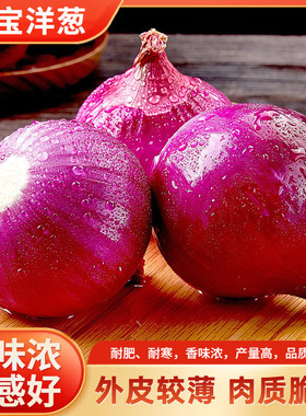 红皮洋葱种子特大圆葱种籽耐寒紫皮四季秋季葱头种孑农家庭院蔬菜