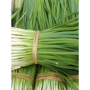 白根韭菜种子春季播雪韭宽叶厚肉阳台大叶韭菜籽盆栽四季蔬菜种孑