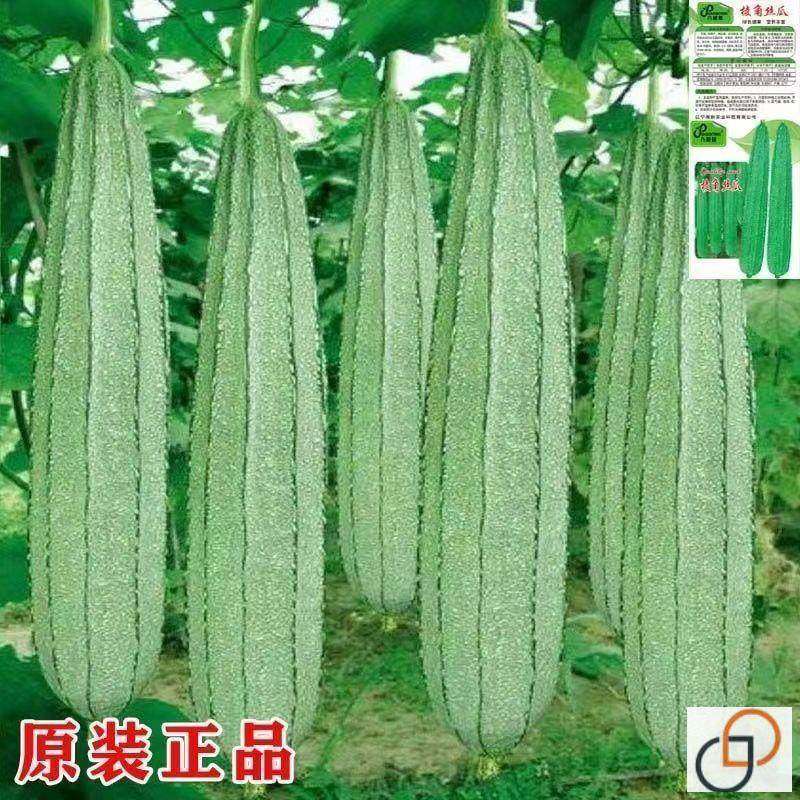 棱角大肉丝瓜种子八角水瓜阳台菜园盆栽庭院蔬菜种子四季秋季,农用物资,蔬菜种子/种苗,淘宝优惠券,粉丝福利购,淘宝优惠卷