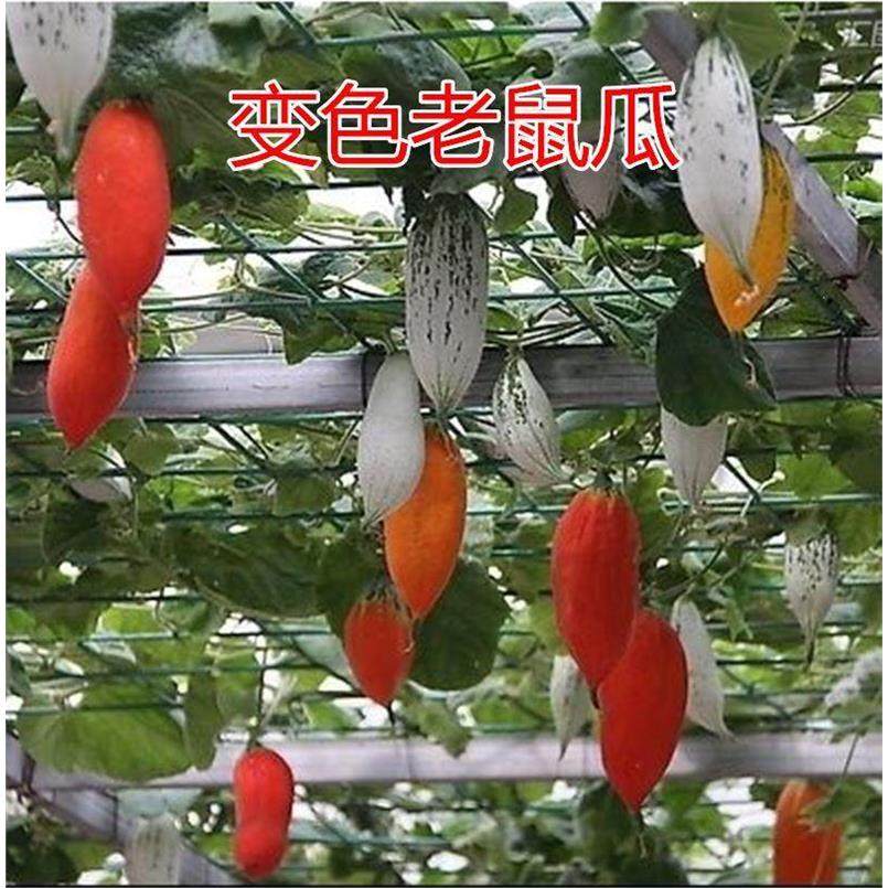 变色瓜老鼠瓜种子观赏食用春夏四季蔬菜种子爬藤瓜果种籽园艺特色,农用物资,蔬菜种子/种苗,淘宝优惠券,粉丝福利购,淘宝优惠卷