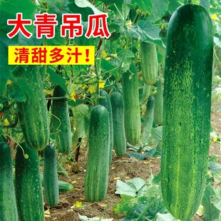 花青大吊瓜种子春秋季大青瓜耐热旱黄瓜种籽四季农家菜园蔬菜种孑