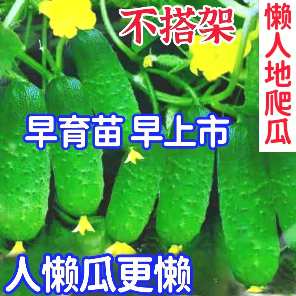 懒人满地爬黄瓜种子不搭架水果黄瓜种孑盆栽四季播种黄瓜种子大全