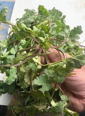 老品种矮杆紫色香菜种子浓香型趴地芫荽种籽耐热耐寒四季蔬菜种子