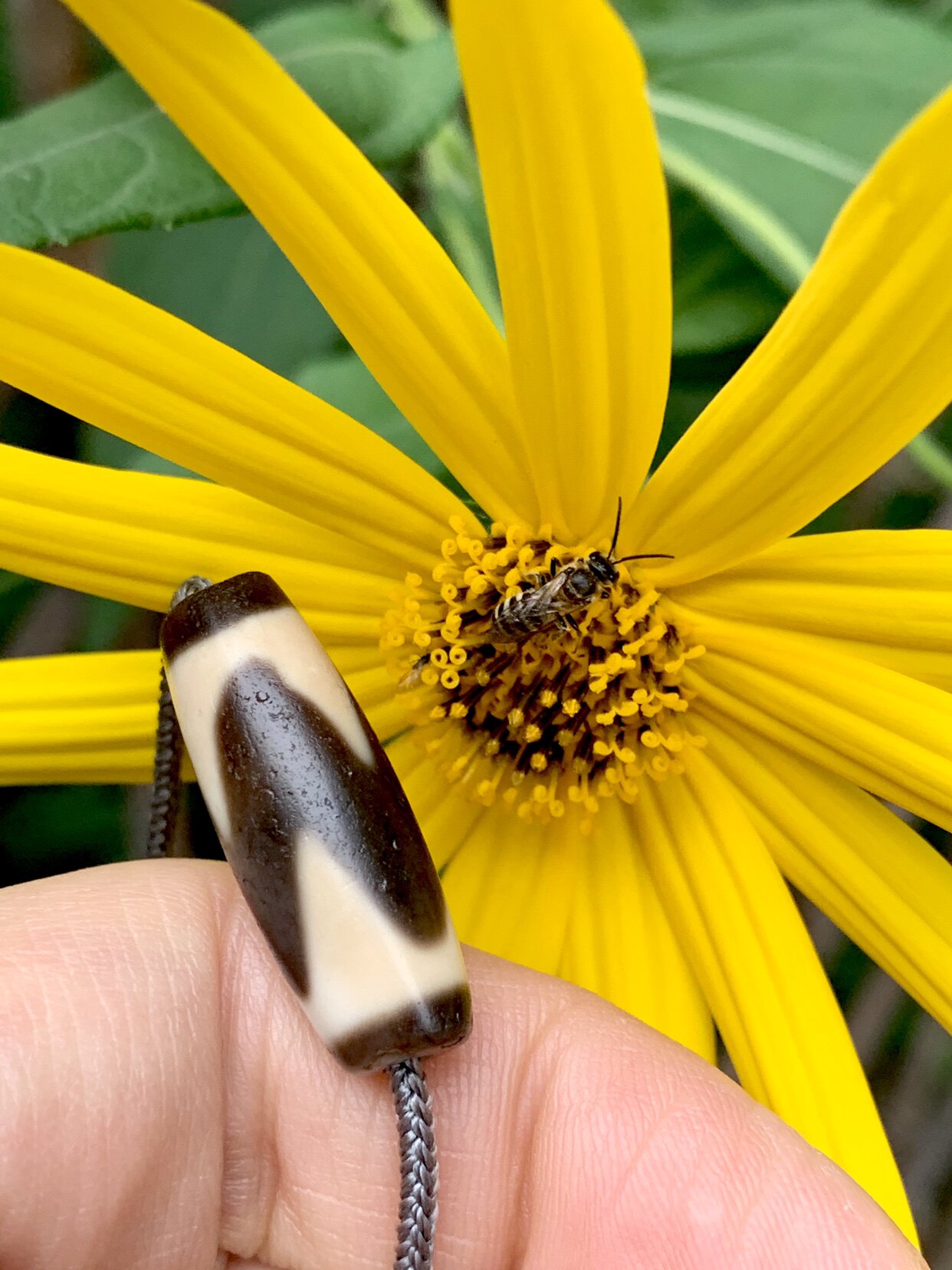 千年至纯黑白虎牙 老天珠