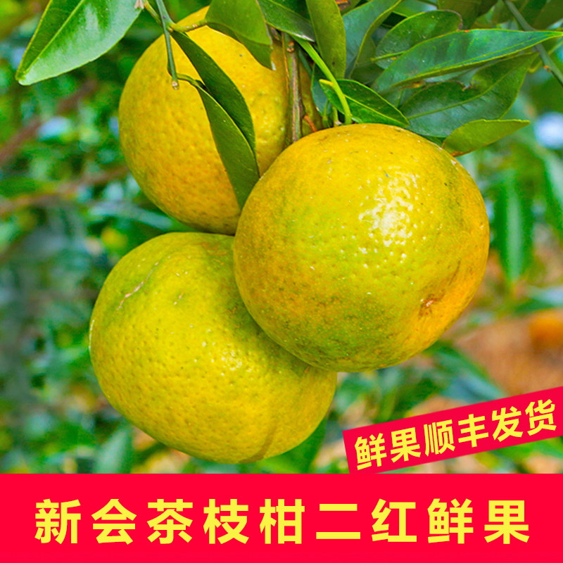 新会天马新鲜小青柑圈枝陈皮东甲二红皮大红皮鲜果果皮桔子皮柑果