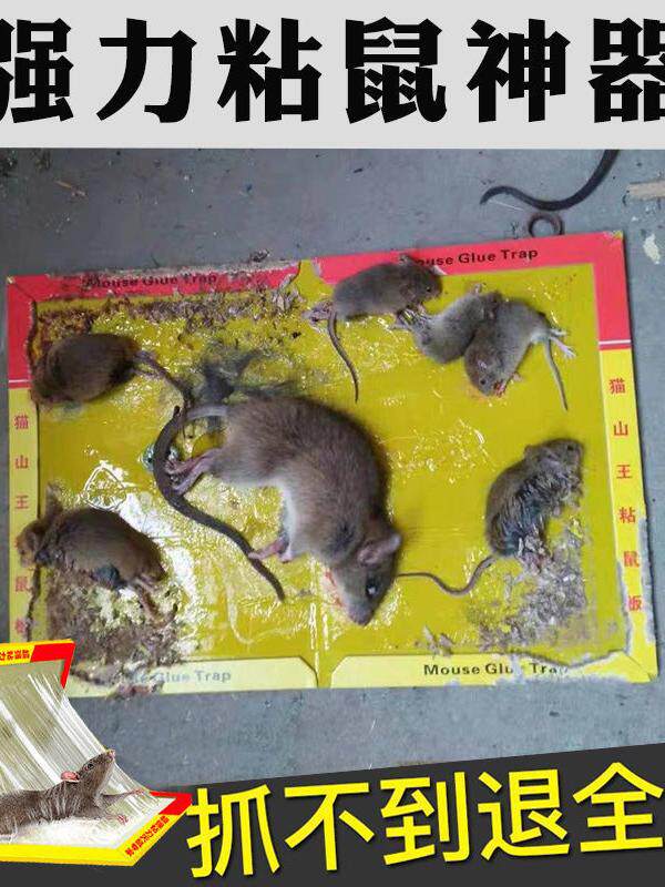 MOUSE STICKS STRONG STICKY MOUSE BOARD GLUE BIG MOUSE A NEST OF MOUSE STICKER STICKER HOME THICKENED STICK MOUSE ARTIFACT