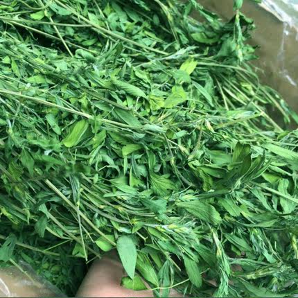 手采紫花苜蓿草 新草 兔子  牧草 烘干苜蓿草 箱装苜蓿 毛重1kg