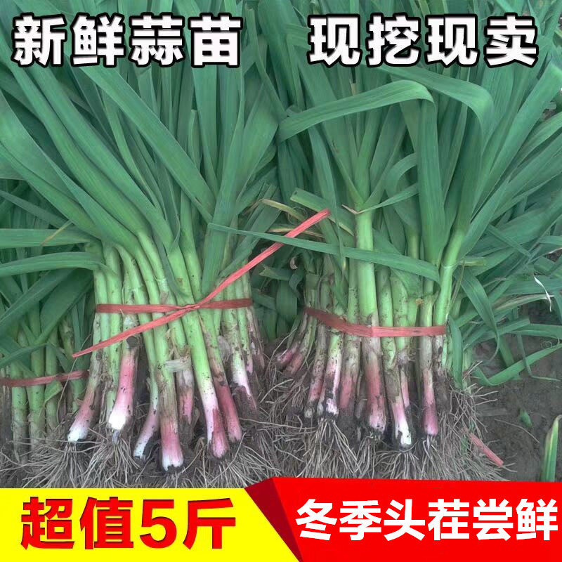 河南特产本地新鲜红皮蒜苗农家自种新鲜蔬菜小香蒜紫皮蒜红根蒜