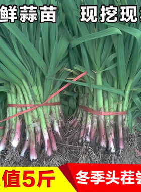河南特产本地新鲜红皮蒜苗农家自种新鲜蔬菜小香蒜紫皮蒜红根蒜