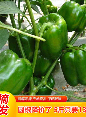 河南农家圆椒菜椒辣椒新鲜蔬菜皮厚肉多清甜灯笼辣椒现摘5斤包邮