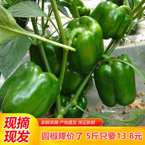 河南农家圆椒菜椒辣椒新鲜蔬菜皮厚肉多清甜灯笼辣椒现摘5斤包邮