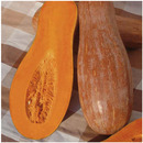 包邮 本地新鲜甜糯老南瓜宝宝辅食农家黄皮南瓜长南瓜 坏果包赔