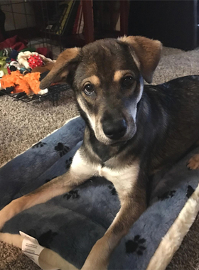 中西Midwest宠物猫狗垫子冬天保暖加厚