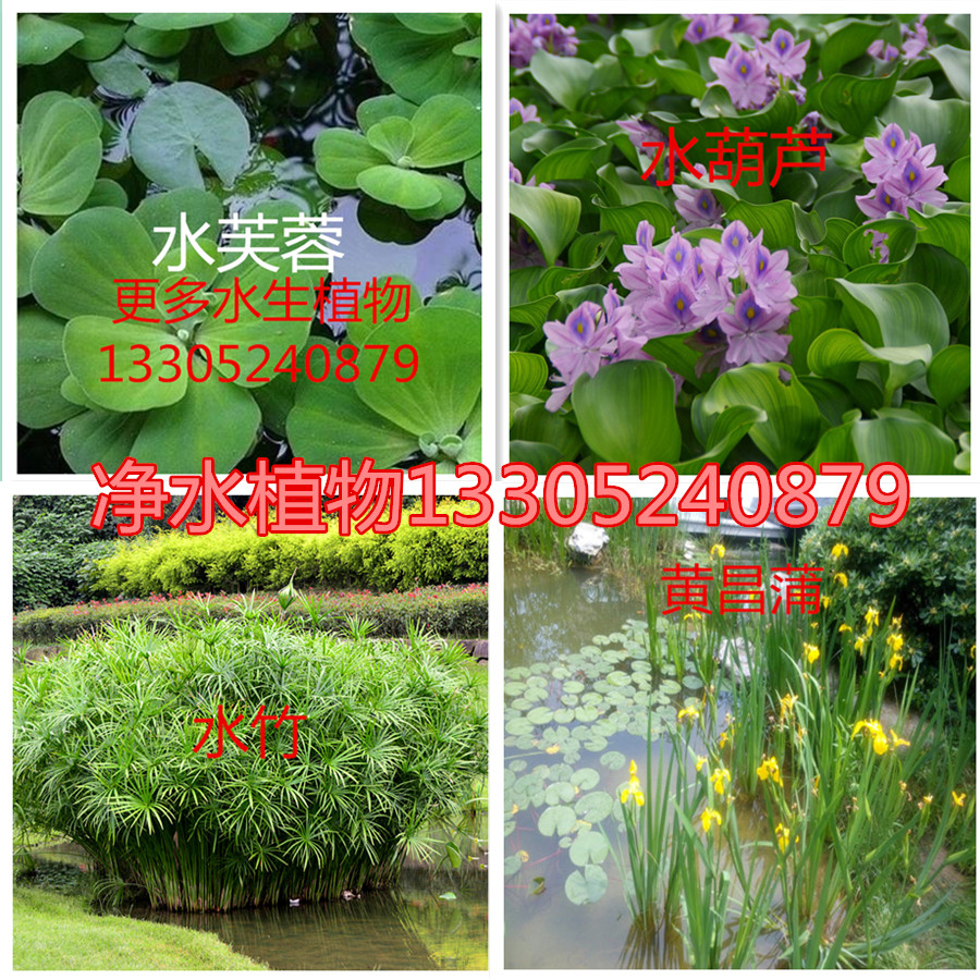 水葫芦黄菖蒲水竹芦苇香蒲荷花睡莲室外净水生养鱼虾池塘挺水植物