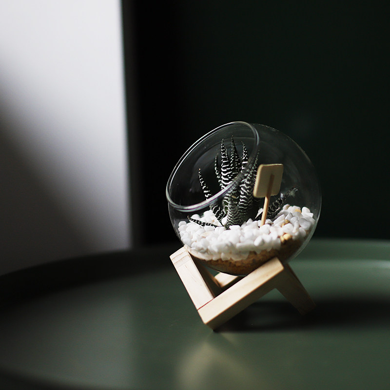 办公室桌面多肉仙人掌球植物室内幼儿园小盆栽工位绿植四季好养活,鲜花速递/花卉仿真/绿植园艺,多肉植物,淘宝优惠券,粉丝福利购,淘宝优惠卷