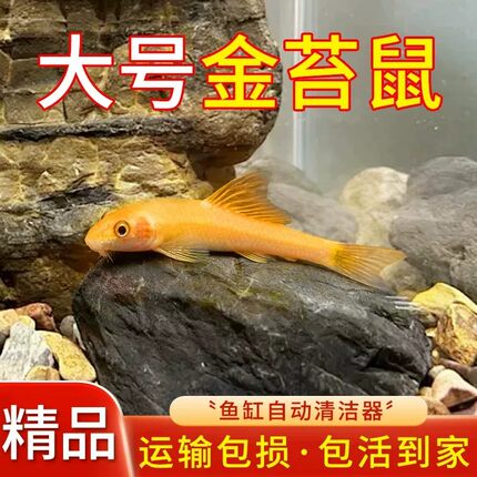 金苔鼠观赏鱼清道夫除藻底栖鱼缸清洁工具吃粪便黄金泥鳅好养耐活