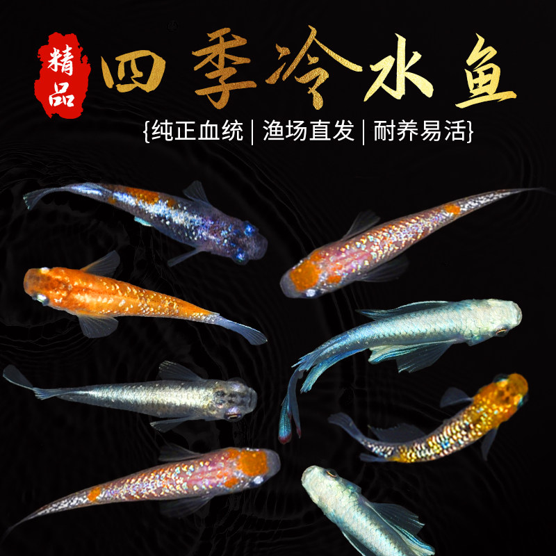 观背青鳉鱼好养耐活不打氧