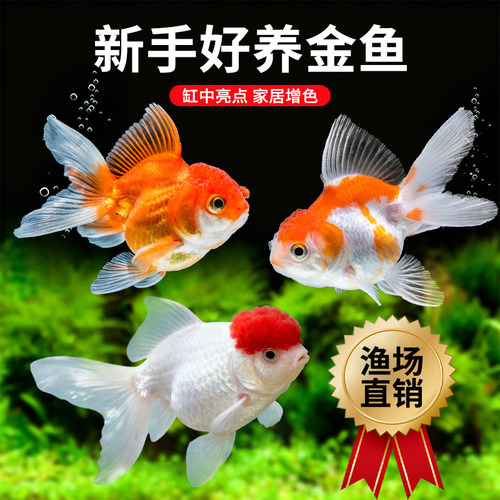 鸿运当头金鱼活体好养冷水淡水