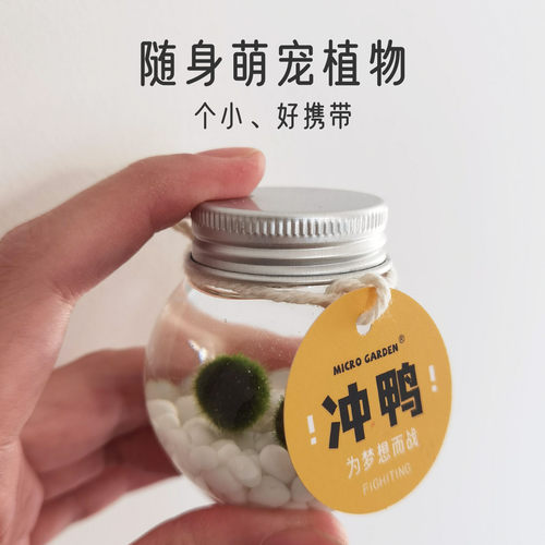 海藻球生态瓶水培懒人植物好养活创意礼物送朋友室内桌面小宠物