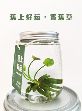 蕉上好运香蕉草生态瓶桌面绿植情绪植物与众不同的小礼物生日节日