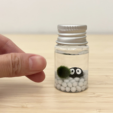 Водоросли мяч 海藻球随身瓶马里莫生态瓶迷你桌面微景观情绪稳定植物生日小礼物 Micro garden