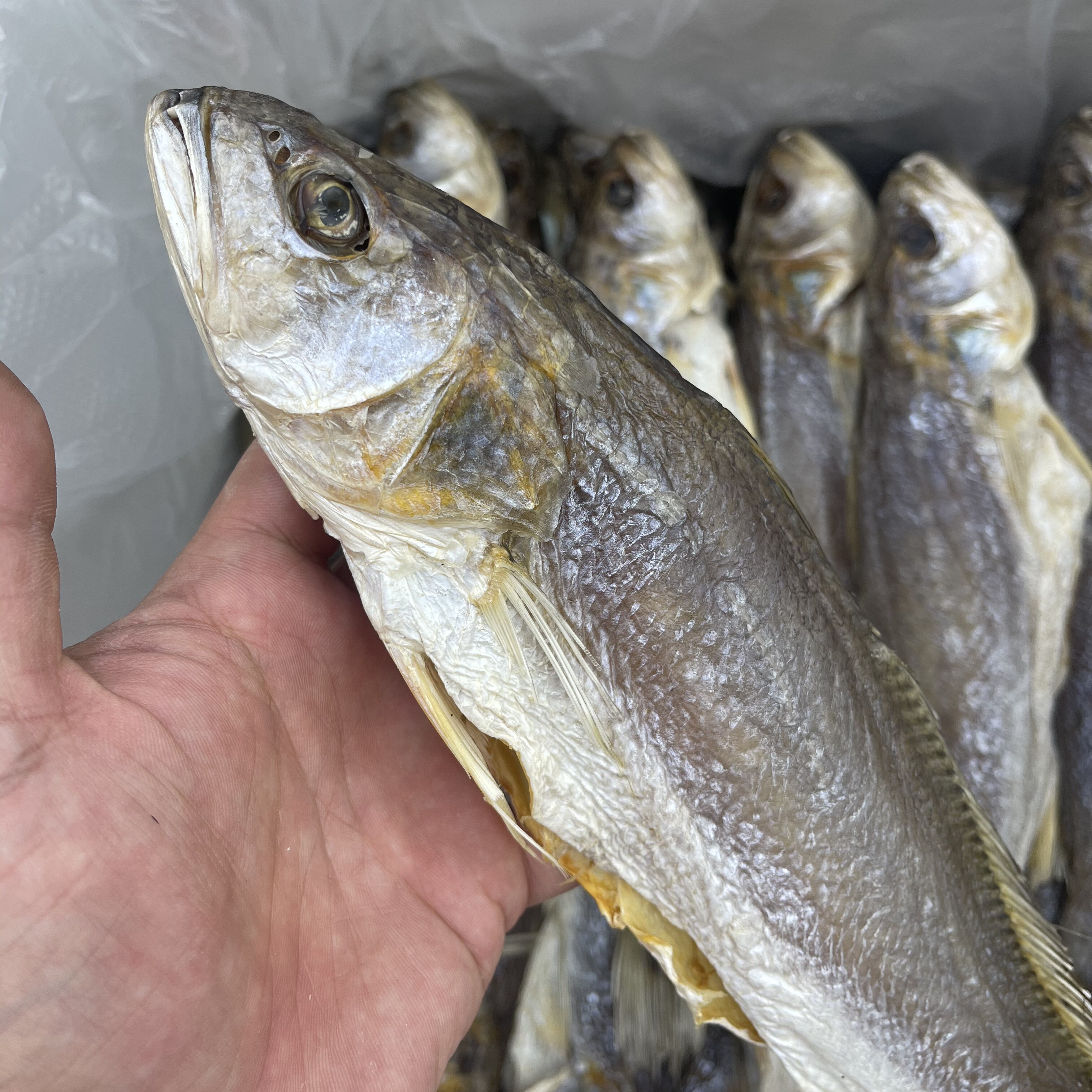 深圳南澳海味特产干货三牙野生黄花鱼干咸鱼干下饭下粥或鱼海划仔