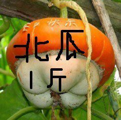 北瓜 香炉瓜 黄金瓜 吊瓜 看瓜 小北瓜500克 不是种子