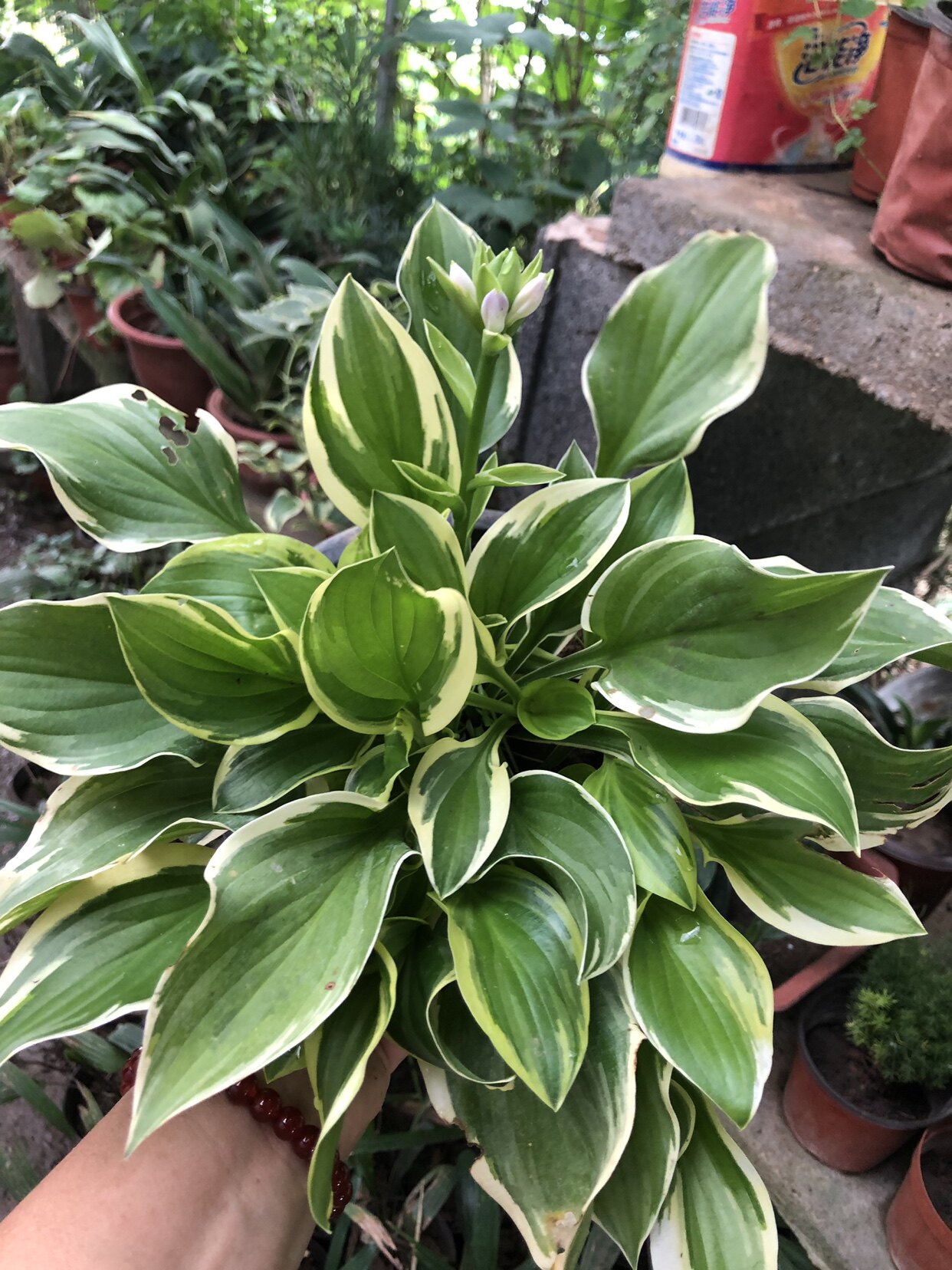 金边玉簪花盆栽花叶玉簪阳台庭院绿植夏季净化空气观叶植物