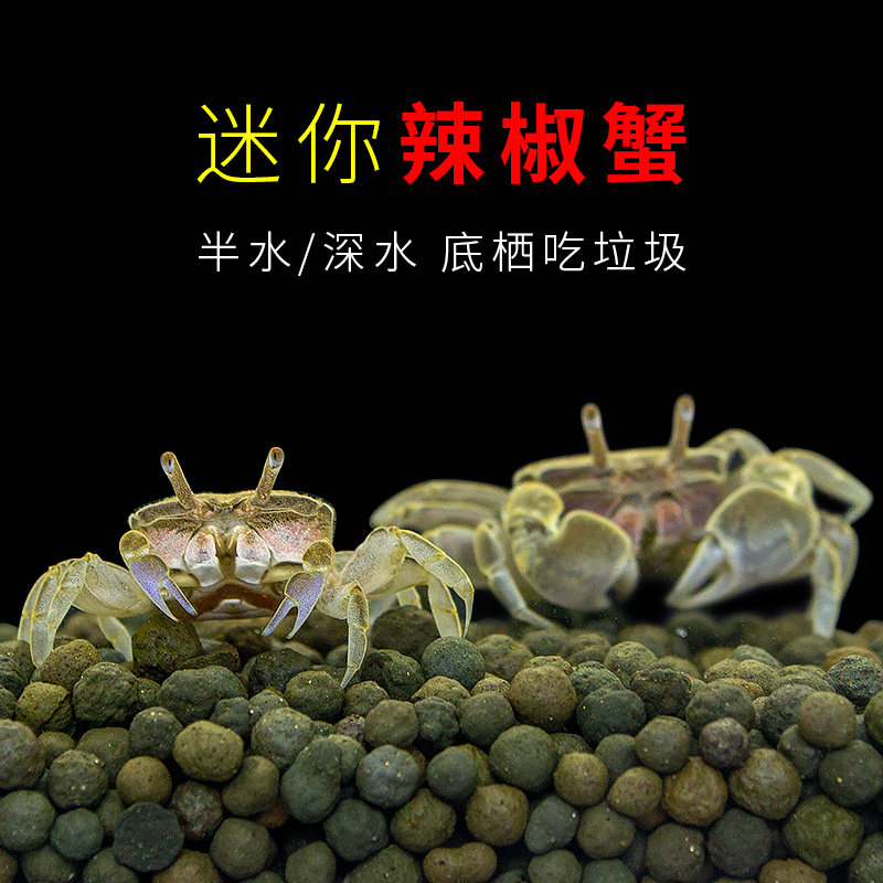 迷你豆豆辣椒蟹活体宠物螃蟹观赏吃虫除藻淡深水蟹鱼草缸底栖清洁