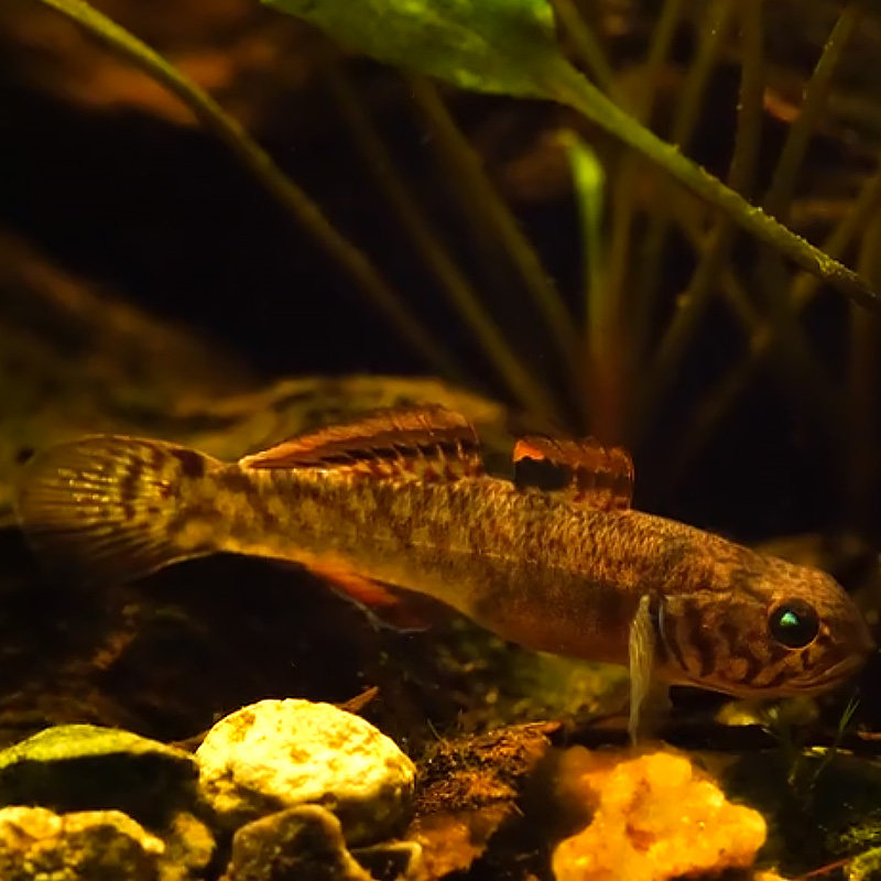 粘皮鲻虾虎淡水冷水原生鱼耐低温皮实不加热混养鳑鲏迷你小型底栖