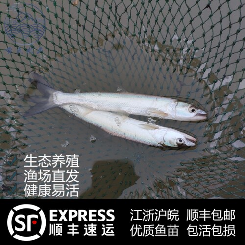 淡水观赏鳡鱼苗食用养殖路亚钓鱼