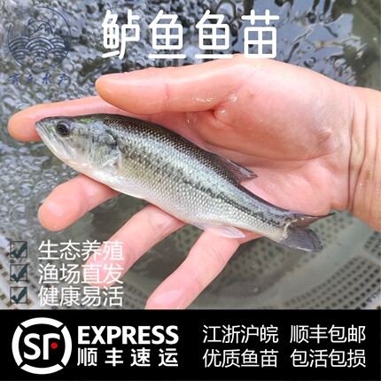 淡水鲈鱼苗加州鲈鱼苗大口黑鲈鱼优鲈活体七星鲈苗海鲈养殖小鱼苗