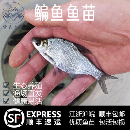 鳊鱼苗长身柳叶鳊三角团头鲂大小武昌扁鱼活体淡水养殖食用小鱼苗