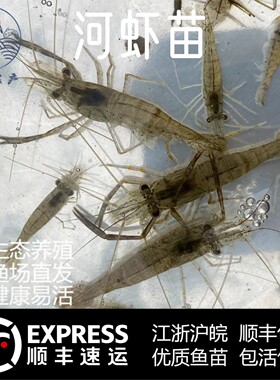 养殖河虾青虾苗好养耐活除藻渔场