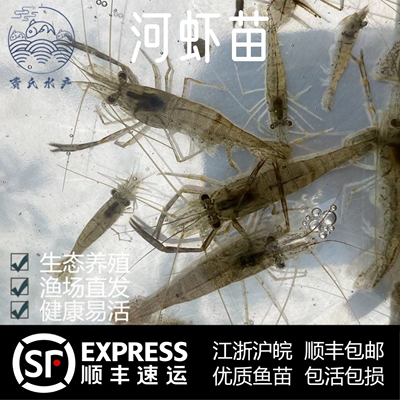 养殖河虾青虾苗好养耐活除藻渔场