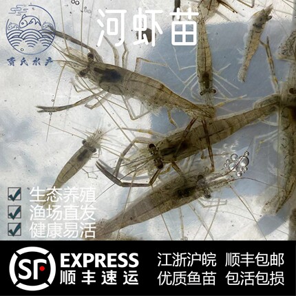 好养耐活淡水鱼苗养殖专用青虾苗河虾苗小鱼苗观赏缸除藻渔场直发